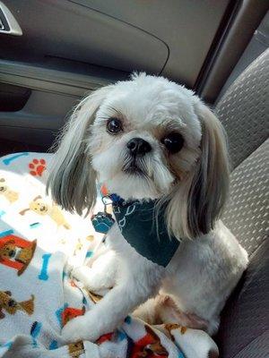 Peek-A-Boo Pet Grooming