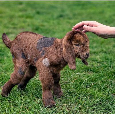 Ballydidean Farm Sanctuary