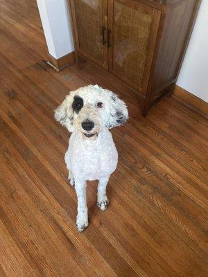 Fluff N' Suds Pet Salon