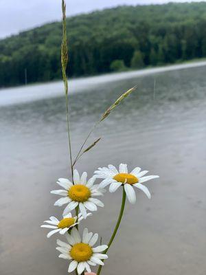Spruce Knob Lake Campground