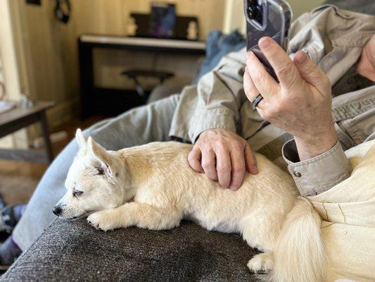 Aussie Pet Mobile of Westoplex