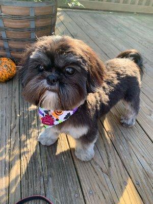 McFee's Tailored Pets