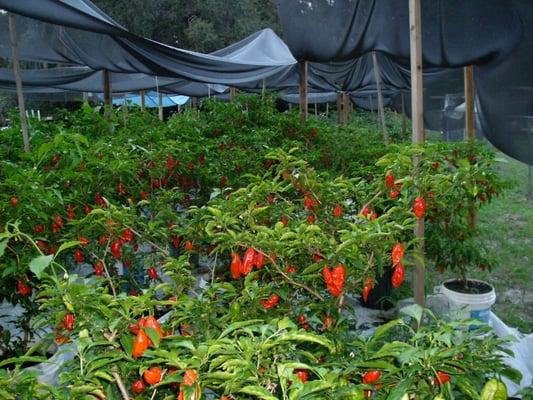 ghostpepperfarms inc.