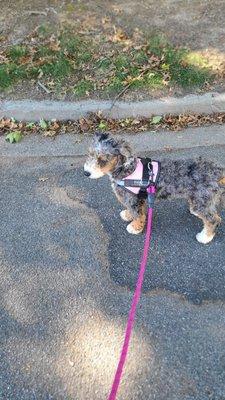 Tony's Dog Walking And Sitting Service