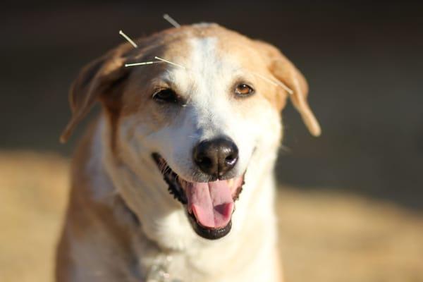 AZ Pet Acupuncture and Physical Rehabilitation