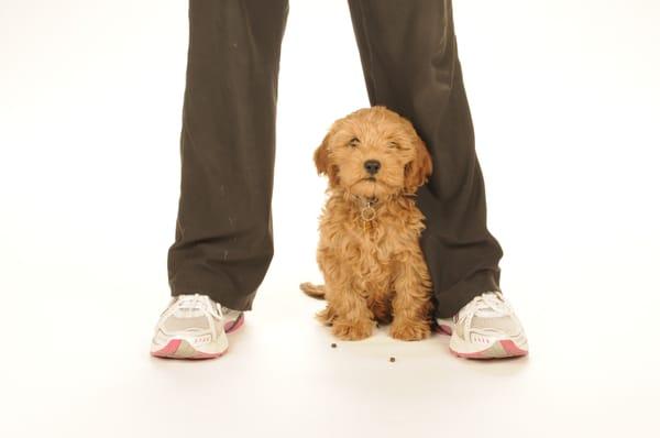 Hillary's Hound House