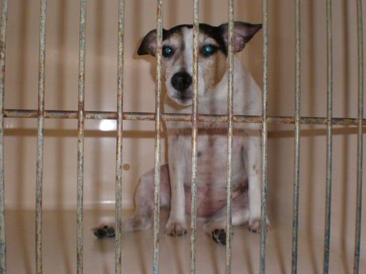 Chery's Pet Grooming