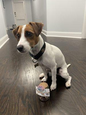 Pawsitive Vibes Animal Training