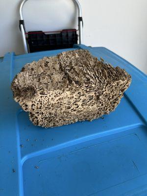 First Choice Pest Solutions