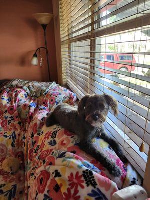 You Dirty Dog - Mobile Dog Grooming