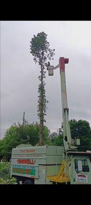 Boswell Tree Service