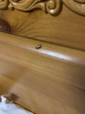 Cockroaches on bed.