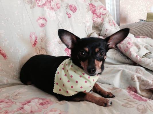 Prissy Pooch Pet Grooming An Day Spa