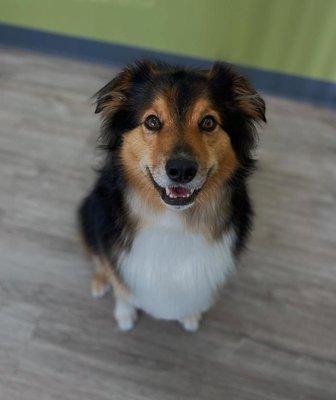 We love deshedding your double coated dogs! Leave all that extra hair with us and take home a clean, fresh, fluffy friend.