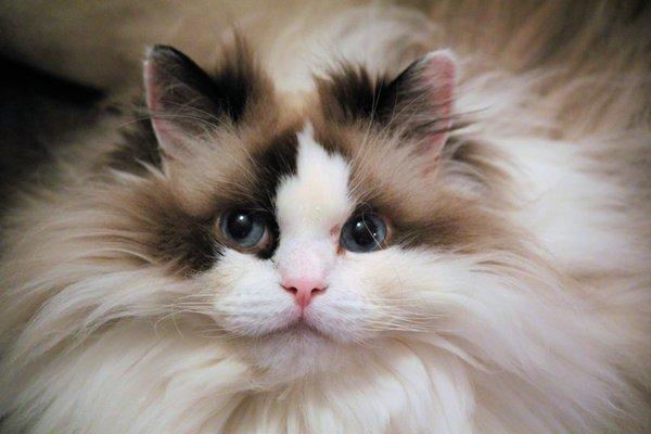 Our cat, Missy, who absolutely adores Dr. Buoncompagni.