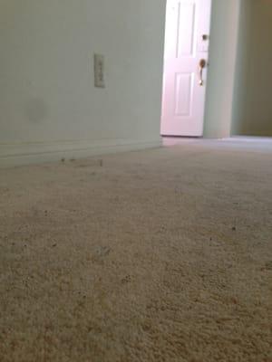 Stainmasters Carpet Care
