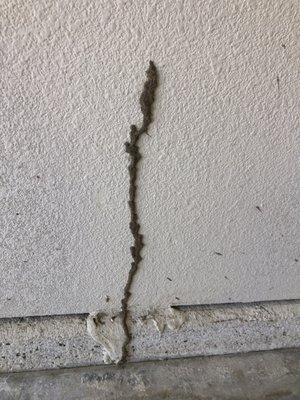 Extermin8 Pest and Termite Control