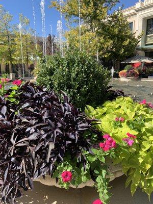 Pretty plants on a beautiful fall day