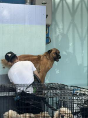 Panorama Pet Grooming