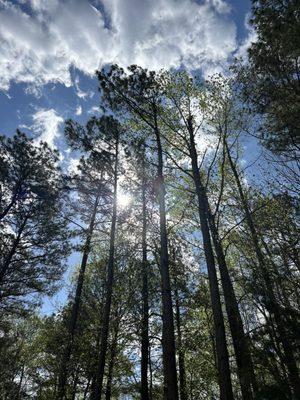 Urban Legend Tree Service