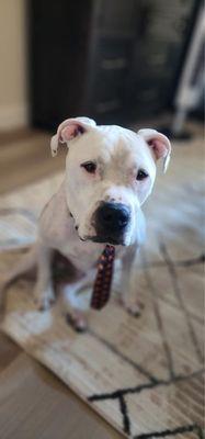 Blue Diamond Animal Hospital