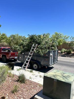 LandTeck Tree Service