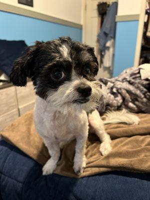 Kelsey's Mobile Paw Spaw