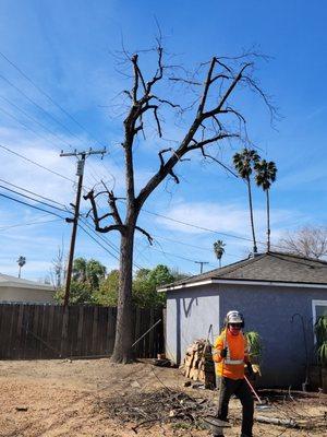 Corona's Tree Experts