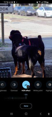 Meeting of the rotts