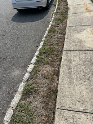 Green Lawn Fertilizing