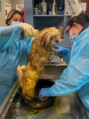 All Vet Care Animal Hospital