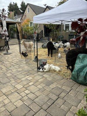 Little Explorers Mobile Petting Zoo