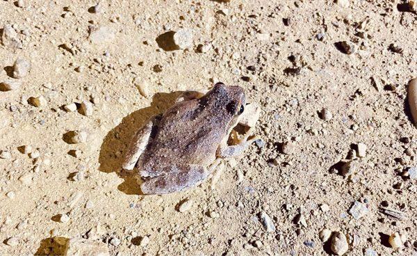 las Llajas Canyon Trail
