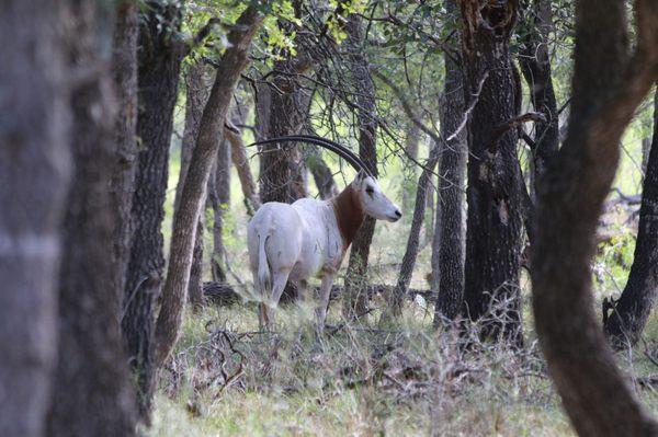Double Arrow Bow Hunting