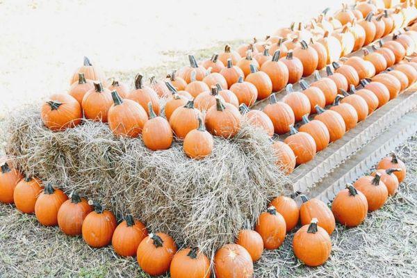 Da Patch in Da Port Pumpkin Patch & Craft Show