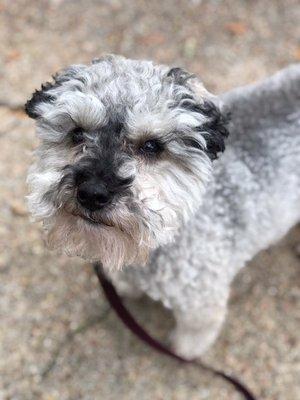 Houston Bark and Call