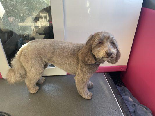 Ana's Pets Mobile Salon