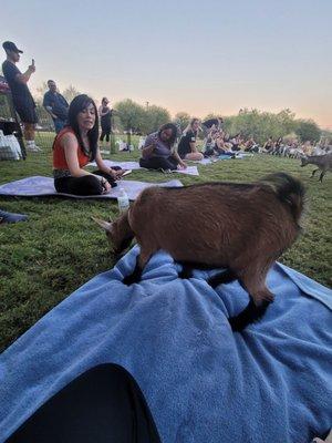 Goat Yoga Las Vegas