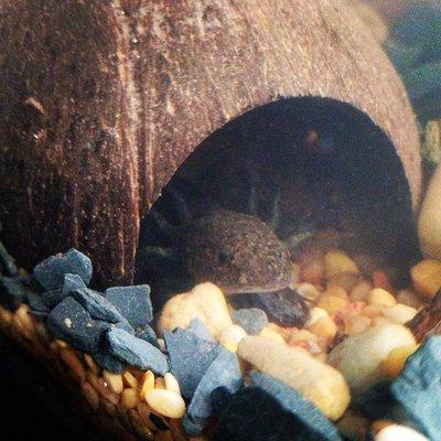 Healthy axolotl bought from Andy