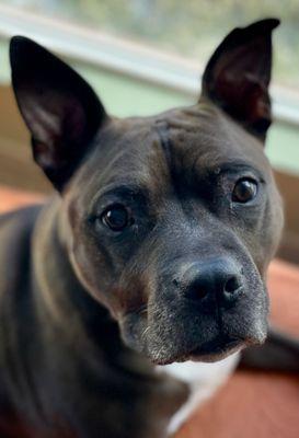 Ozzie loves his friends at Midlakes Veterinary!