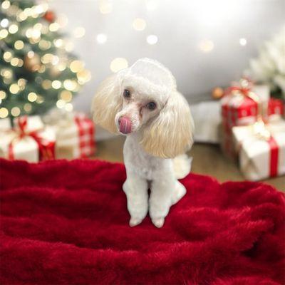 Christmas photos for our loyal owners.