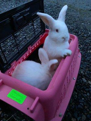 Strawberry and Shortcake on their way to their appt.