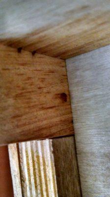 androscoggin pest solutions