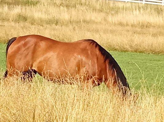 Natural Country Farms Country Pure Foods