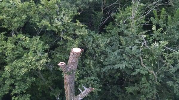 All Seasons Tree Service