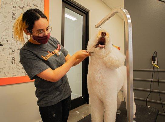 Barknona Dog Hotel LLC