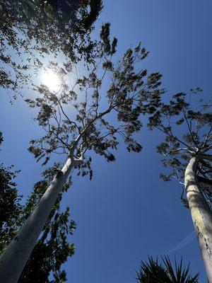 Native Landscape Tree Service