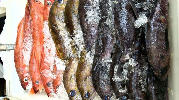 Fresh caught Vermilion Rock Cod(orange/red), Yellowtail Rock Cod, & Black Rock Cod. Look for them at one of their farmer's market locations.