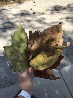 Huge leaves falling in the park