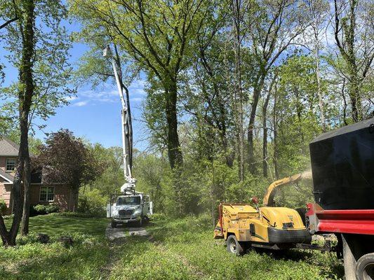 Removal of a large Cherry tree next to a customers home